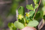 Maiden bush